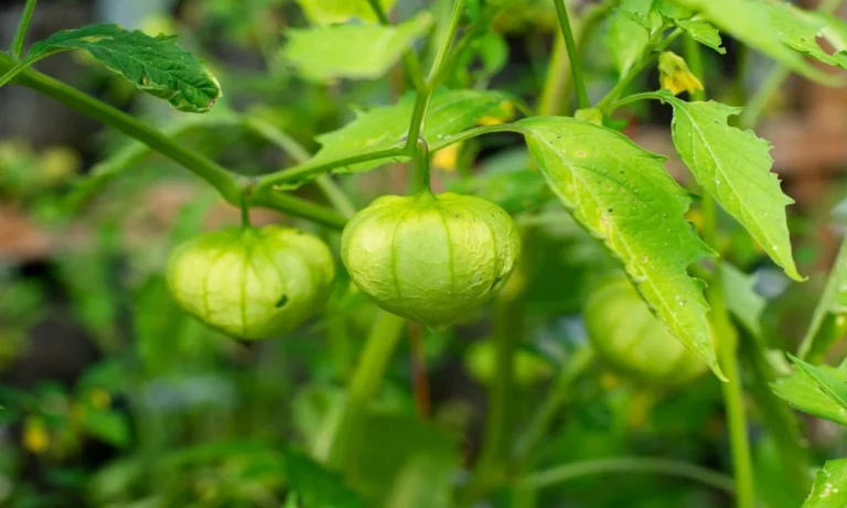 Top 10 UK Fruit Plant Suppliers for Trying Unusual Edible Crops