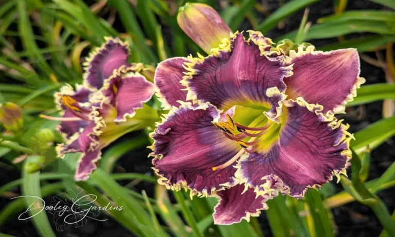 Double Flowered Daylily Plants for Sale: A Guide to Fuller Garden Displays
